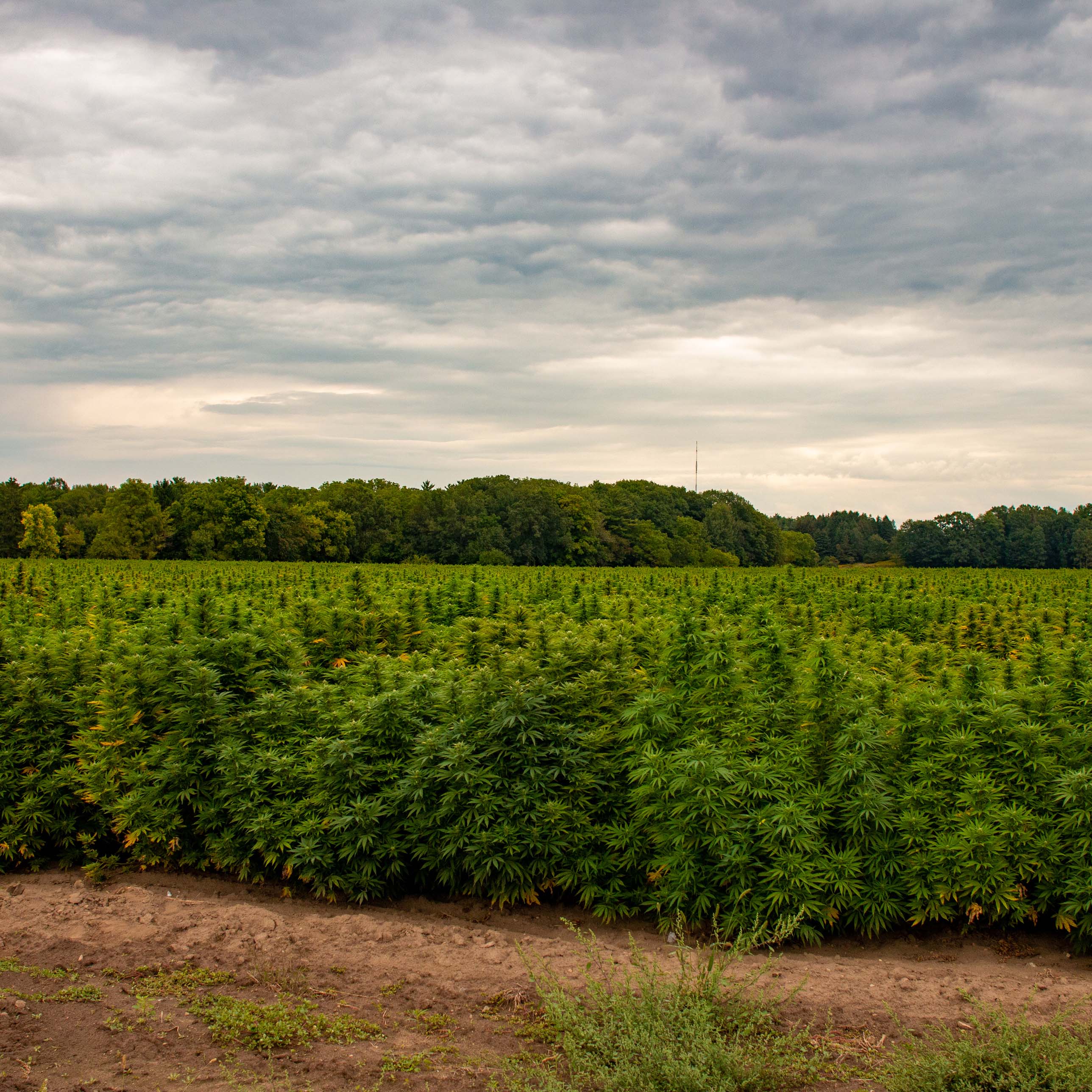 Mtiva Farms is a hemp farm in new york state that organically grows the best cbd hemp strains in the USA. 